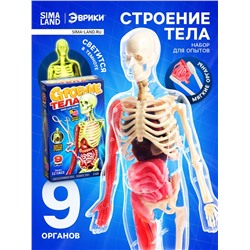 Набор для опытов по анатомии «Строение тела», светится в темноте, с мягкими органами