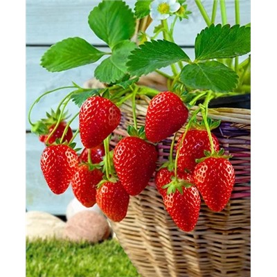 Саженцы Земклуника Боярыня, арт.: 69189