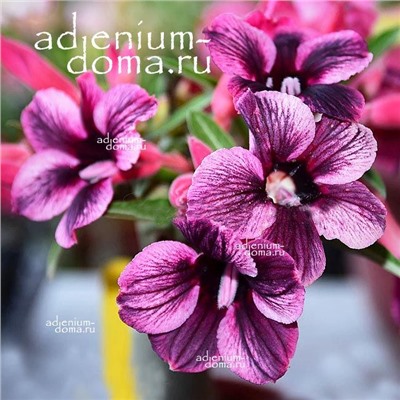 Adenium Obesum Desert Rose PURPLE PLUM