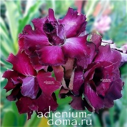 Adenium Obesum Double Flower PURPLE PHOENIX