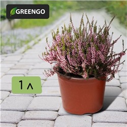 Горшок для рассады, 700 мл, d = 12 см, h = 9,5 см, мягкий пластик, терракот, Greengo
