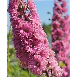 Корни (саженцы) Дельфиниум Фламенко, арт.: 73262