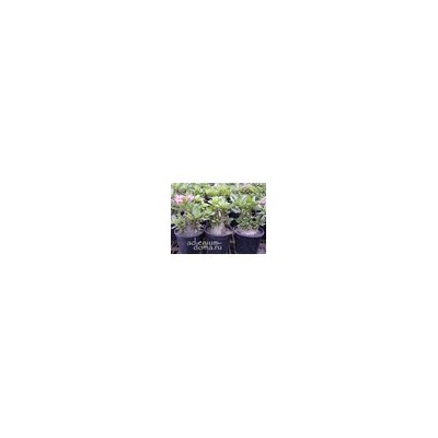 Adenium Arabicum DWARF