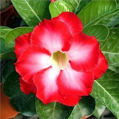 Adenium Obesum Double Flower FRAGRANT CLOUD