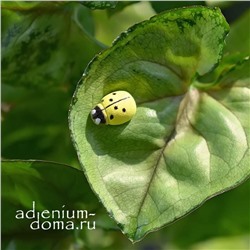 Божья коровка ЖЕЛТАЯ