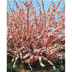 Саженцы Миндаль трёхлопастной Луизеания, арт.: 8747