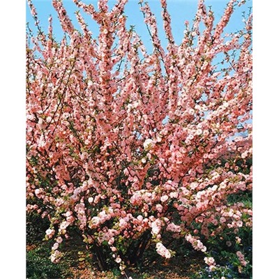 Саженцы Миндаль трёхлопастной Луизеания, арт.: 8747