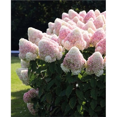 Саженцы Гортензия метельчатая Саммер сноу, арт.: 9532