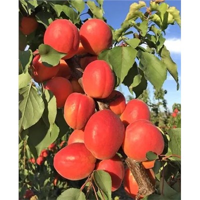 Саженцы Абрикос Северное сияние, арт.: 70087