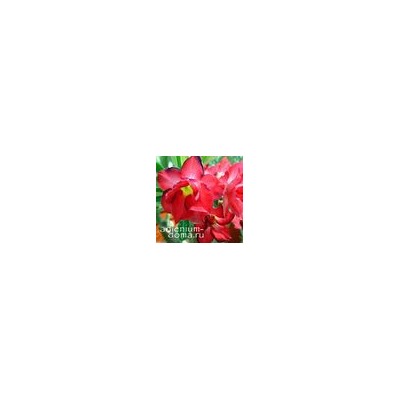 Adenium Obesum Double Flower DOXON