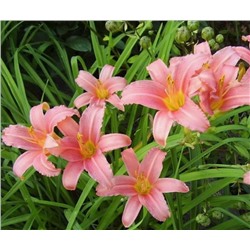 Лилейник Pink Damask "Пинк Дамаск"