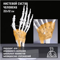Анатомическая модель «Макет кистевого сустава», 22×12 см
