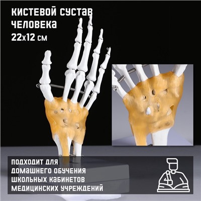 Анатомическая модель «Макет кистевого сустава», 22×12 см