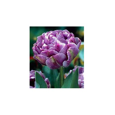 Тюльпан Lilac Perfection "Лайлек Перфекшн" 5шт