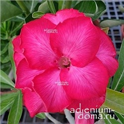 Adenium Obesum Double Flower NEW-83