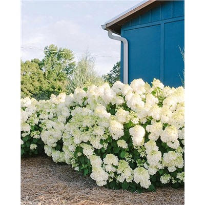 Саженцы Гортензия метельчатая Литтл Хотти, арт.: 74739