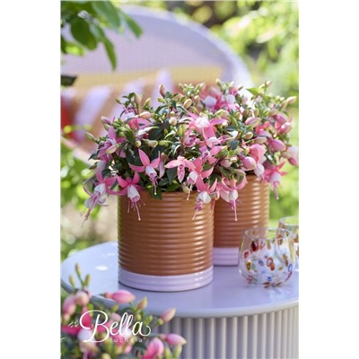 Набор фуксий №1