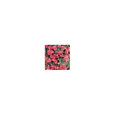 Begonia ILLUMINATION ® 'ROSE' (Бегония)