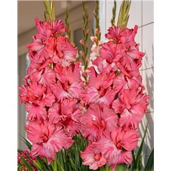 Луковицы Гладиолус Триумфатор, арт.: 74994