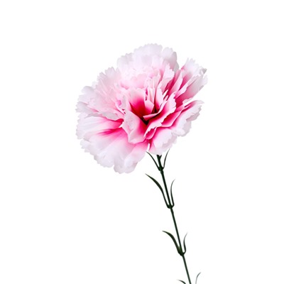 Цветы искусственные «Гвоздика экстра галант», h=49 см, d=8 см, белые