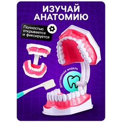 Набор для опытов «Анатомия», челюсть человека
