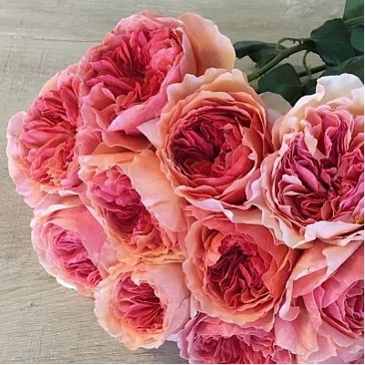 Princess Sakura "Принцесса Сакура"