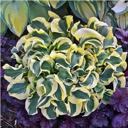 Корень Хоста Мини Скерт, арт.: 75214