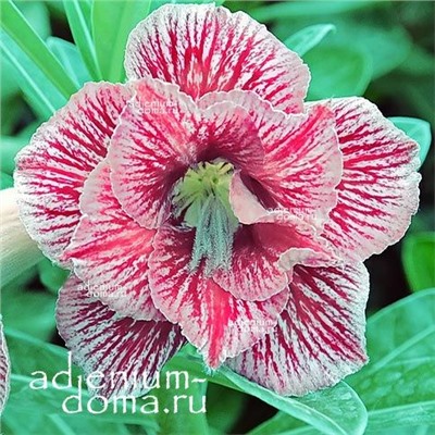 Adenium Obesum Double Flower NEW-267