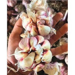 Чеснок озимый Атач 10 шт, арт.: 1943