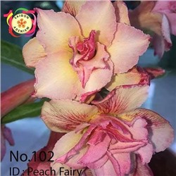 Adenium Obesum Double Flower PEACH FAIRY