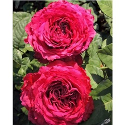 Саженцы Роза флорибунда Четырёх ветров, арт.: 74984