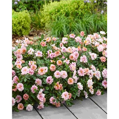 Саженцы Роза миниатюрная Амироуз, арт.: 74762