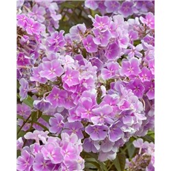 Саженцы Флокс метельчатый Франц Шуберт, арт.: 73323