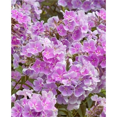 Саженцы Флокс метельчатый Франц Шуберт, арт.: 73323