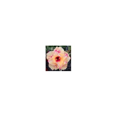 Adenium Obesum Double Flower NEW-72