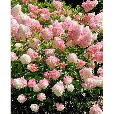 Саженцы Гортензия метельчатая Пинк Леди, арт.: 73060