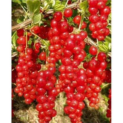 Саженцы Смородина красная Фертоди, арт.: 70089