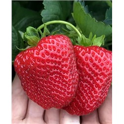 Саженцы Клубники (Земляники) садовой Дарселект, арт.: 11069