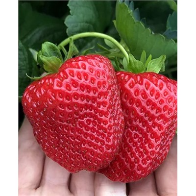 Саженцы Клубники (Земляники) садовой Дарселект, арт.: 11069