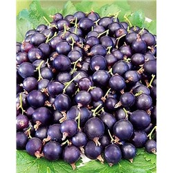 Саженцы Смородиново-Крыжовниковый гибрид Йошта, арт.: 932