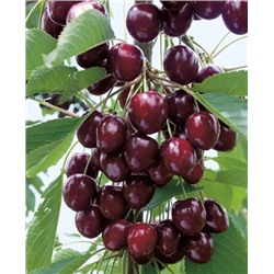 Саженцы Черешня Ипуть, арт.: 76