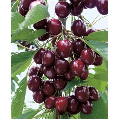 Саженцы Черешня Ипуть, арт.: 76