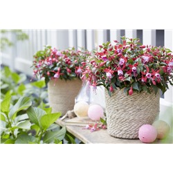 Набор фуксий №2