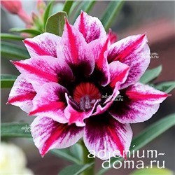 Adenium Obesum Double Flower MARCO POLO