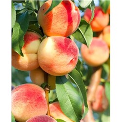Саженцы Персик колонновидный Медовый, арт.: 69199