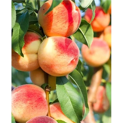 Саженцы Персик колонновидный Медовый, арт.: 69199