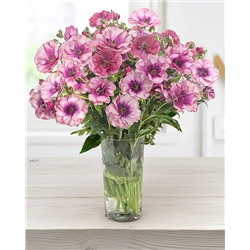 Лютик Баттерфляй Фива, арт.: 74624