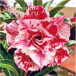 Adenium Obesum Double Flower NGAN QUYNH