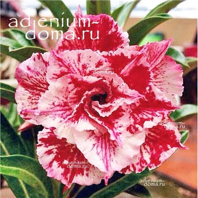 Adenium Obesum Double Flower NGAN QUYNH
