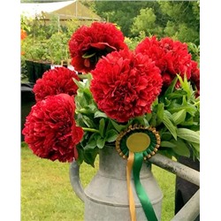 Пион Ред Грейс, арт.: 14328